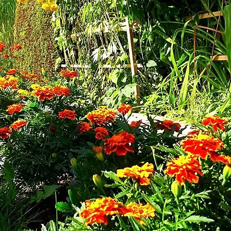 Bed & Breakfast Haensel Ehrenberg (Saxony)
